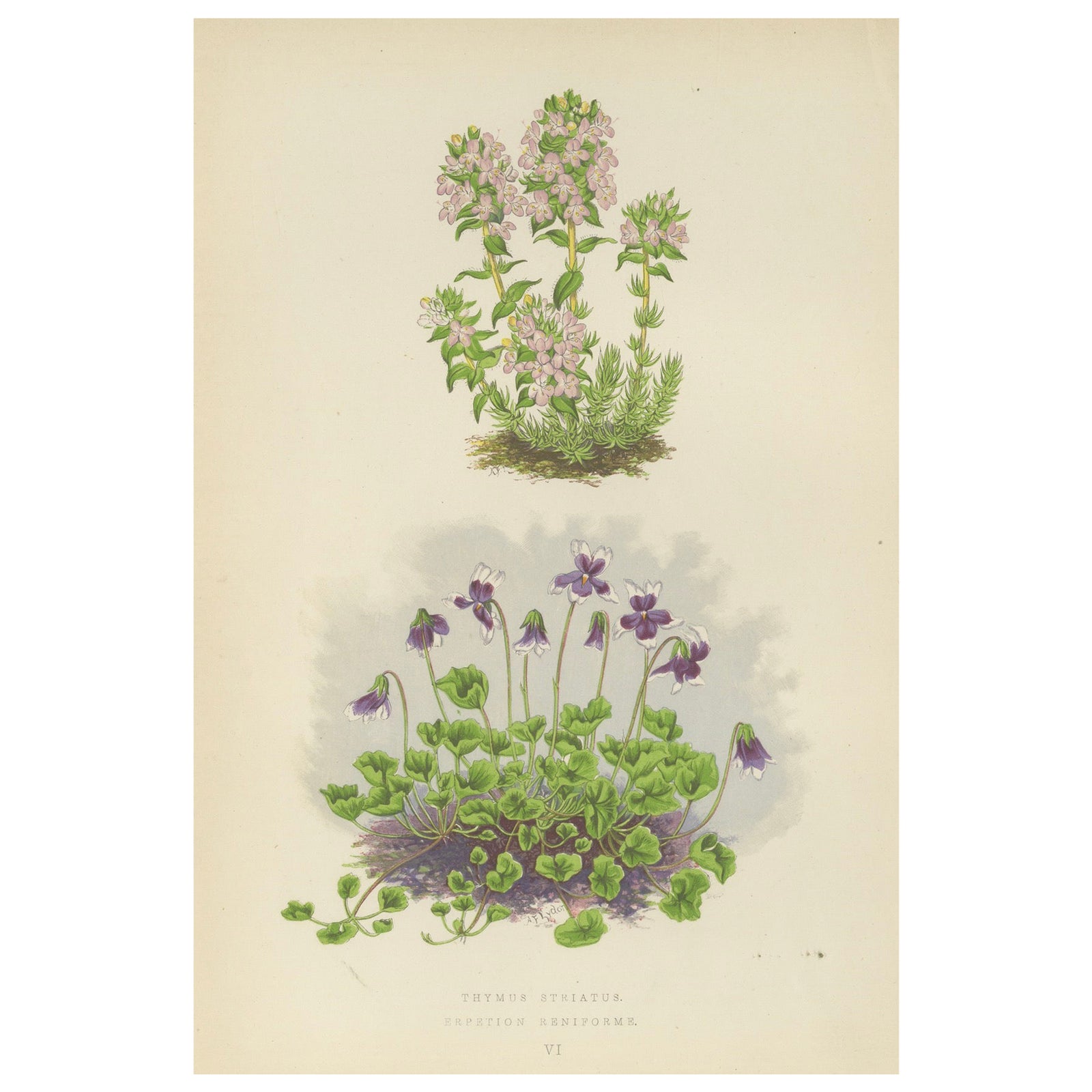 Striped Thyme and Kidneywort Violet, Hand-Coloured Botanical Print, 1874