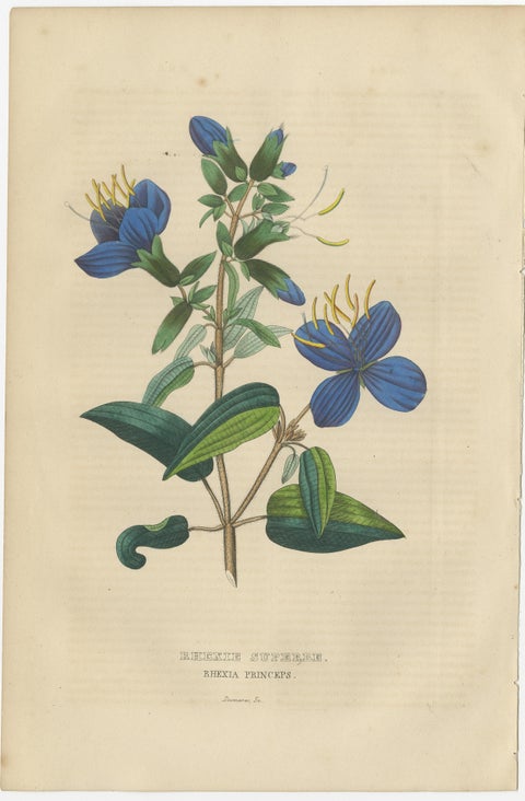 Flora's Chromatic Splendor: Hand-Colored Engravings of 1845, view 3