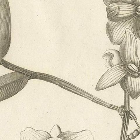 Antique Print of the Musky-Smelling Dendrobium by Symes '1800', close-up 2