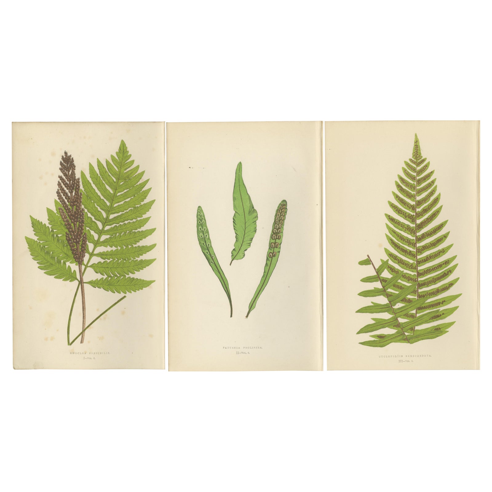 Antique Hand-Colored Fern Prints, Onoclea, Fadyenia, Cyclopeltis, 19th Century