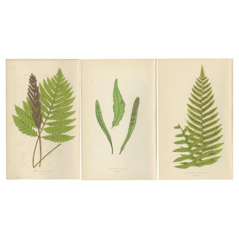 Antique Hand-Colored Fern Prints, Onoclea, Fadyenia, Cyclopeltis, 19th Century