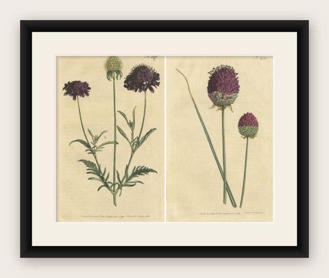 Set of 2 Antique Botany Prints, Sweet Scabious, Purple-Headed Garlic, shown framed