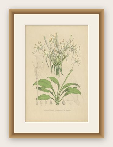 Antique Botany Print of Hymenocallis Tubiflora by De Vriese '1847', shown framed