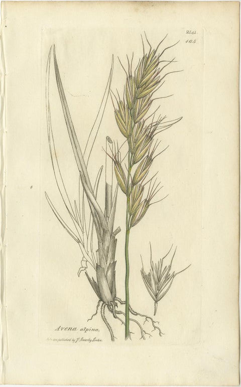 Set of 8 Antique Botanical Engravings of Avena, Arundo & Meadow Grasses, c.1830, view 6