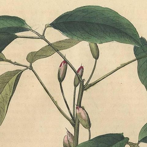 Antique Botany Print of an Erythrina Plant by C. Hoffmann, 1847, close-up 1