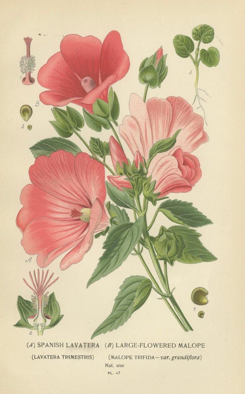 Botanical Elegance: A Triptych of 19th-Century Floral Art, 1896, close-up 1