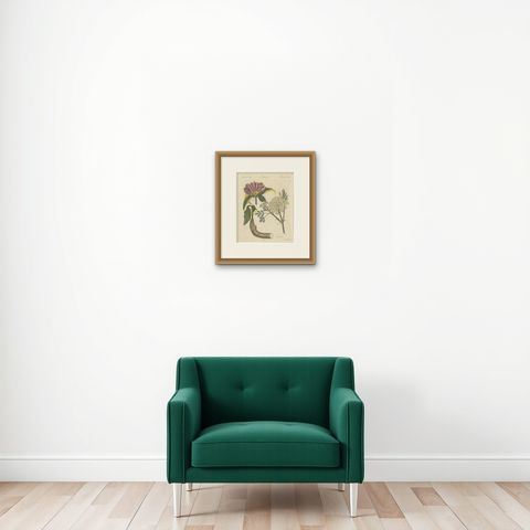Galbanum and Hungarian Gentian, Antique Bertuch Print, circa 1805, shown framed on a wall, true to size