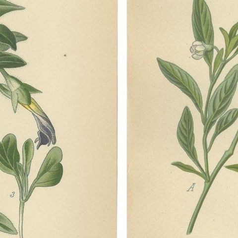 1897 Botanical Prints, Dwarf Morning Glory and Star Capsicum (Jerusalem Cherry), close-up 2