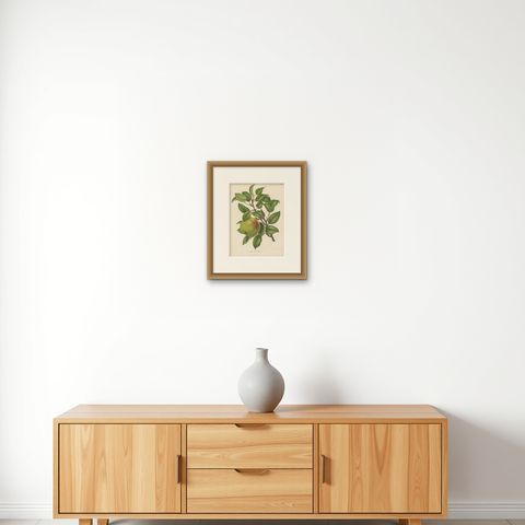 Antique Print of the Harvey Apple by G. Severeyns, 1876, shown framed on a wall, true to size