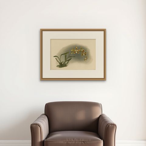 Yellow Spotted Orchid Print, Odontoglossum Excellens, Reichenbachia c.1888, shown framed on a wall, true to size