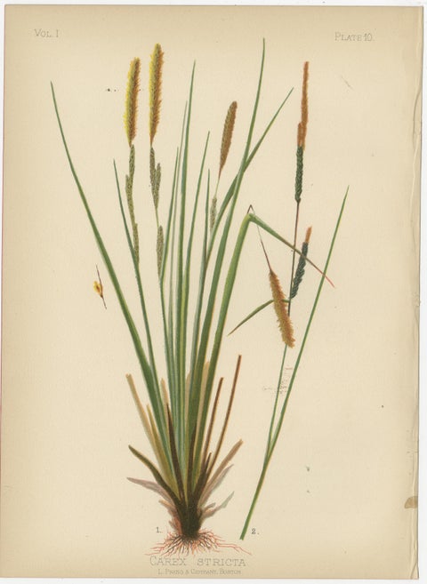 Native US Flora, Four Original Botanical Chromolithograps, 1879, view 5