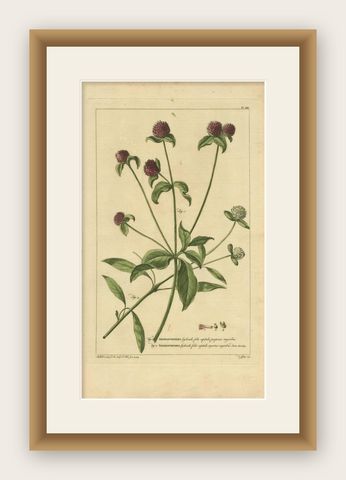 Antique Flower Print 'Amaranthoides' , 1755, shown framed