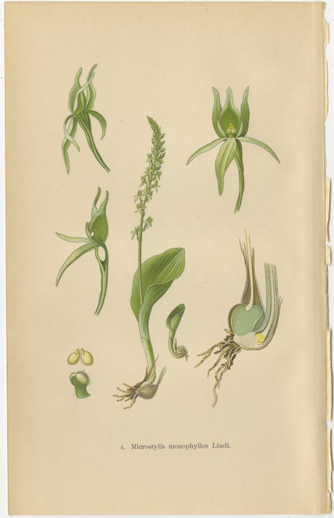 Alpine to Woodland: The Orchid Spectrum of 1904 in Antique Prints, view 4