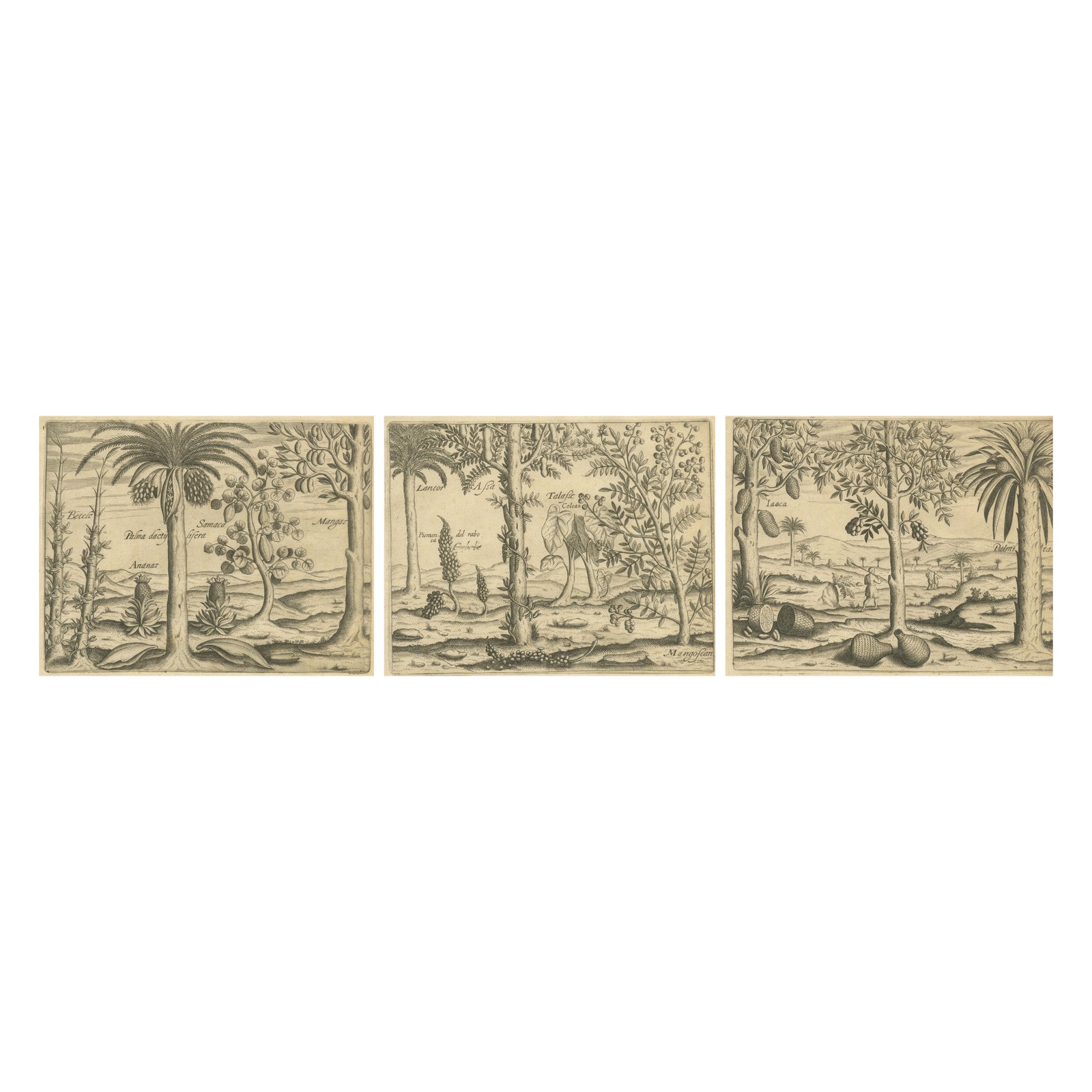 De Bry Botanical Engravings, Pineapple, Mango & Pepper Plants, c.1598
