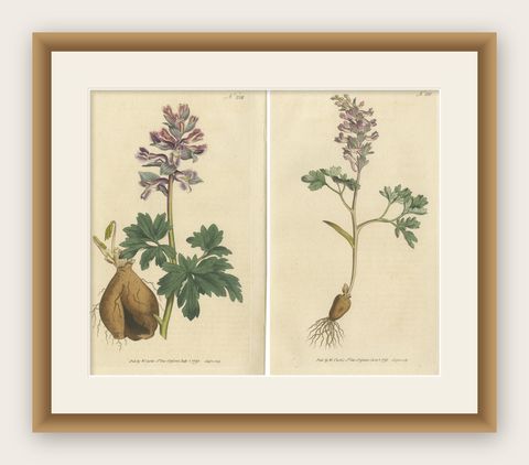 Set of 2 Antique Botany Prints, Solid Rooted and Hollow Rooted Fumitory, shown framed