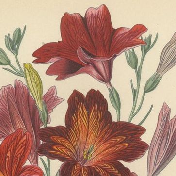 1897 Botanical Prints, Nierembergia, Salpiglossis, and Butterfly Flowers, close-up 1
