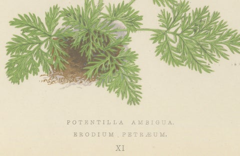 Yellow Cinquefoil and Rock Cranesbill, hand-coloured botanical print, 1874, close-up 1