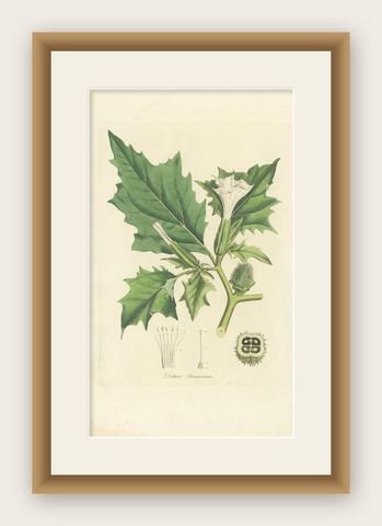 Antique Botany Print of Datura Stramonium by Curtis 'circa 1817', shown framed