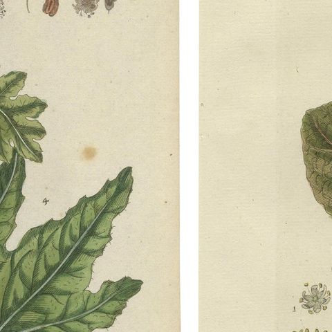 Set of 2 Antique Botany Prints, Rheum Rhapontieum & Rheum Palmatum, close-up 2