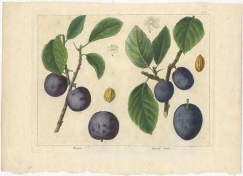 Antique Print of Various Plum Varieties, view 2