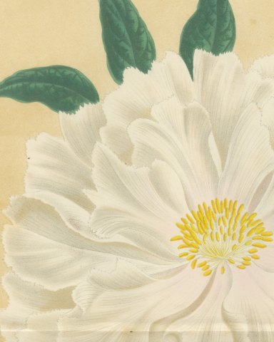 White Tree Peony Princesse Marie des Pays Bas, Paeonia Moutan, 1858, close-up 2