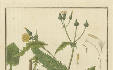 Botanical Illustration of Sonchus Oleraceus or Common Sow Thistle, 1822, close-up 1