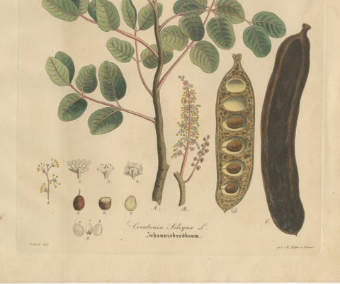 Antique Carob Botanical Print, Ceratonia Siliqua, Hand Colored, c.1831, close-up 2