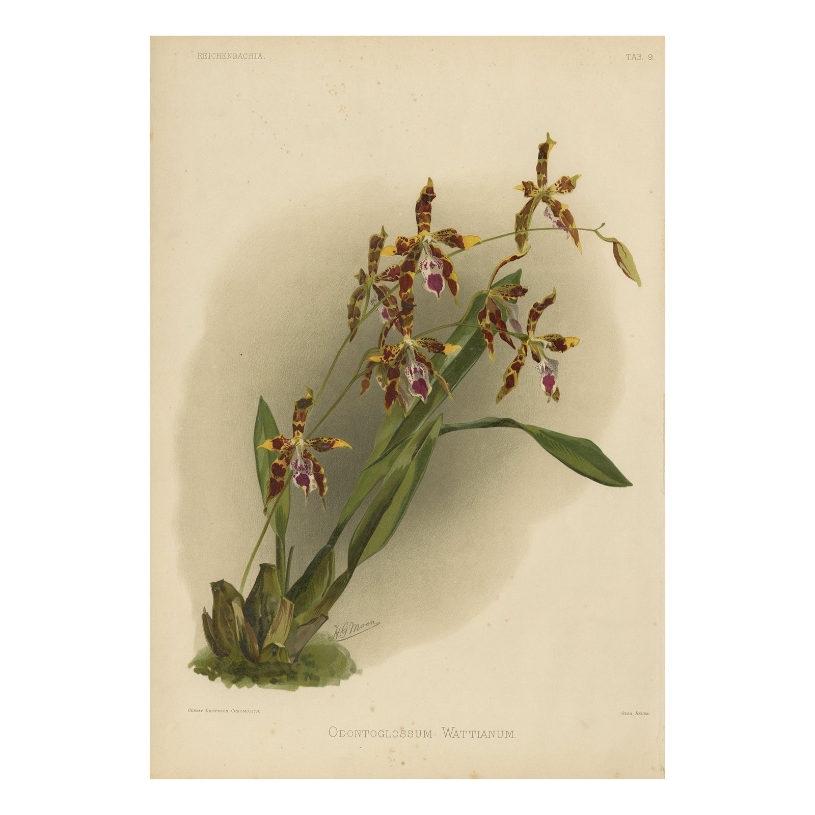 Antique Botanical Print, Exotic Orchid Odontoglossum Wattianum, c.1888