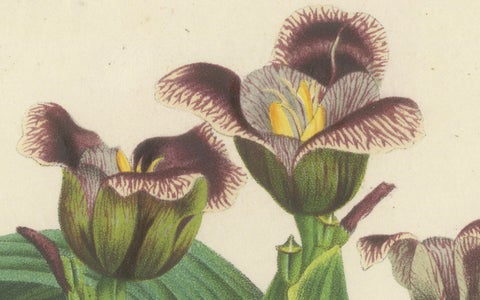 Van Houtte's Tigridia Botanical Illustration by Louis van Houtte, 19th Century, close-up 1