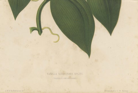 Antique Botanical Lithograph, Vanilla Guianensis, Suriname Orchid, 1856, close-up 3