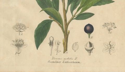 Antique Bay Laurel Botanical Print, Laurus Nobilis, Hand Colored, c.1831, close-up 3