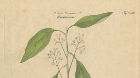 Antique Camphor Botanical Print, Laurus Camphora, Hand Colored, c.1831, close-up 1