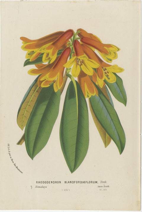 Lush and Vibrant: A Collection of Exotic Botanical Illustrations, circa 1875, view 6