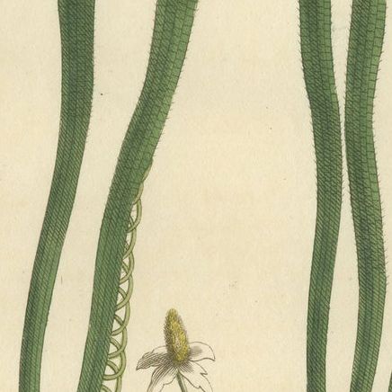 Old Botanical Engraving of Vallisneria (Tape Grass), 1803 Aquatic Plant Print, close-up 5