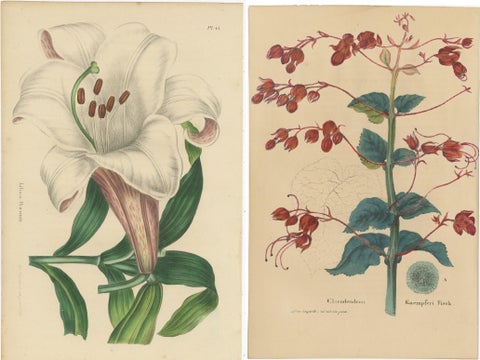 Set of 2 Antique Botany Prints, Lilium Brownii, Clerodendrum Japonicum, 1845, view 4