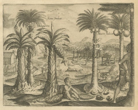 De Bry Indian Botanical Engravings, Coconut, Bamboo & Cashew Trees, c.1598, close-up 1