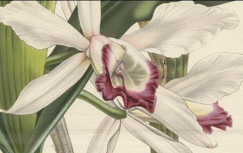 Stelzner's Laelia Orchid: Hand-Colored Lithograph by Louis van Houtte, 1855, close-up 1