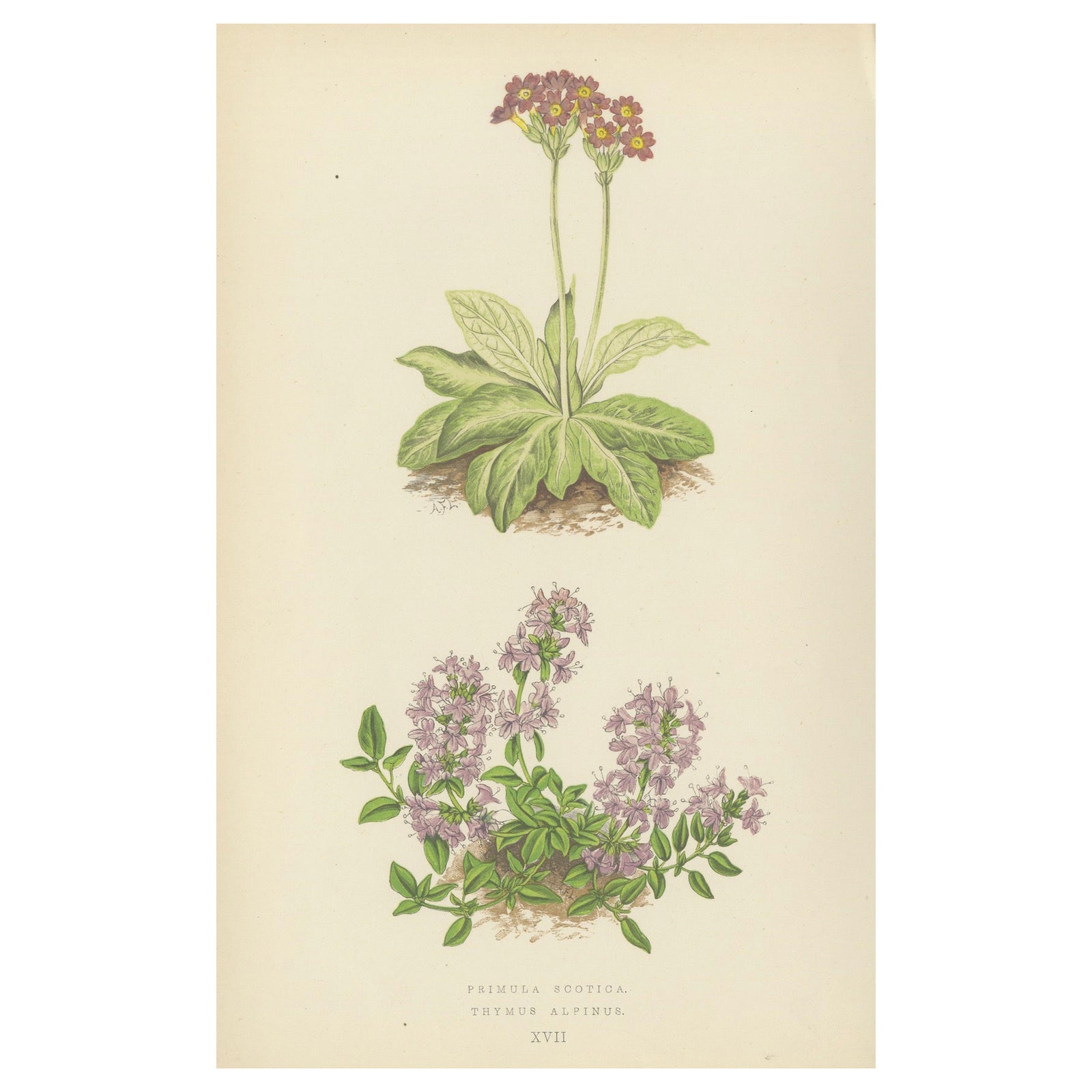 Scottish Primrose and Alpine Thyme hand coloured botanical print 1874