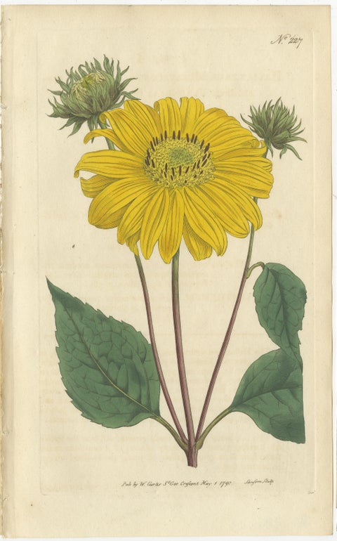 Set of 2 Antique Botany Prints, Prickly Poppy, Perennial Sunflower, view 2
