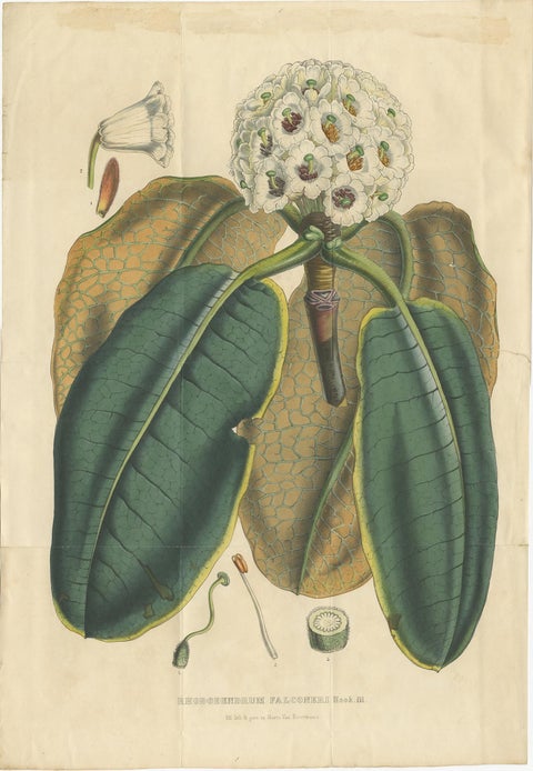 Large Antique Botany Print of The Falconer Rhododendron by Van Houtte, 1849, view 2