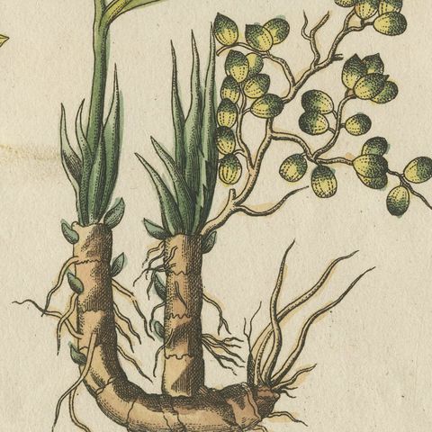 Zedoary and Grains of Paradise Spice Plants, Antique Bertuch Print, circa 1805, close-up 1
