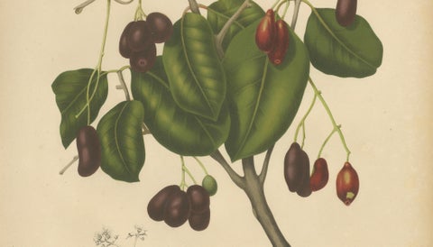 Antique Java Plum Botanical Chromolithograph by Hoola van Nooten, c. 1880, close-up 3