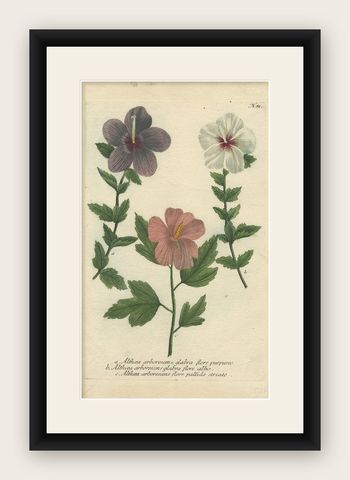 Antique Botanical Engraving of Tree Mallow Flowers, Weinmann, 1737, shown framed