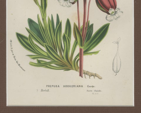 Prepusa hookeriana, A Rare 19th-Century Botanical Print in Elegant Matting, close-up 2