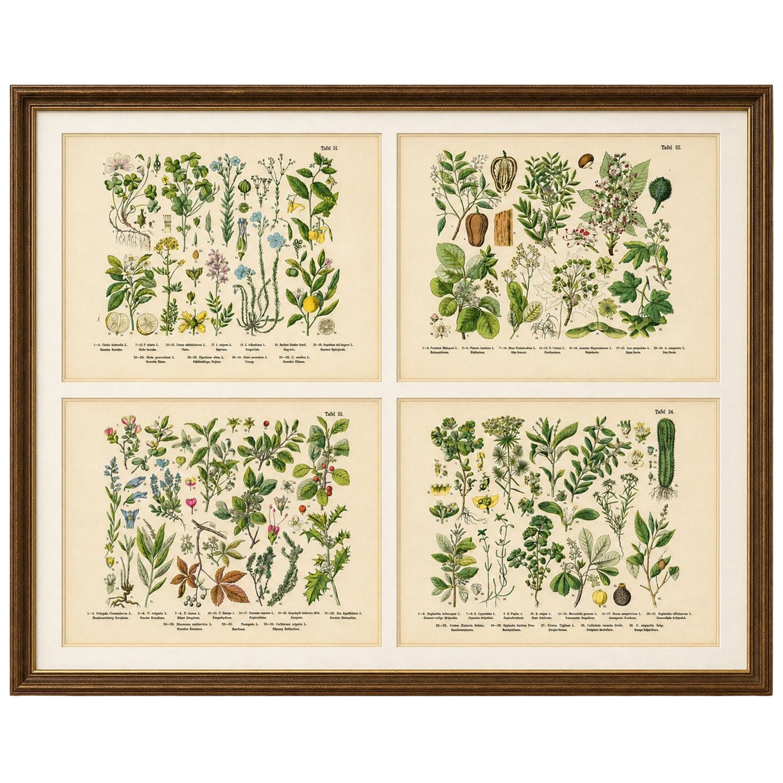 German Botanical Plates, Wildflowers & Medicinal Plants, Stuttgart c.1890