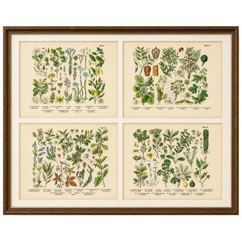 German Botanical Plates, Wildflowers & Medicinal Plants, Stuttgart c.1890