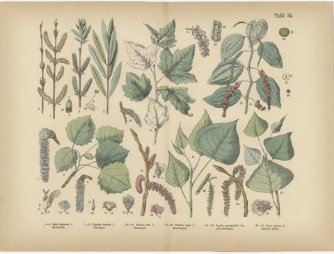 Antique Botanical Prints Set, German Flora & Orchids Atlas, Stuttgart 1885, view 7