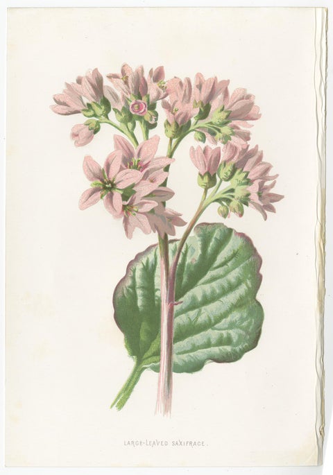 Set of Three Botany Prints Hepatica, Large-Leaved Saxifrage, Primula, view 3