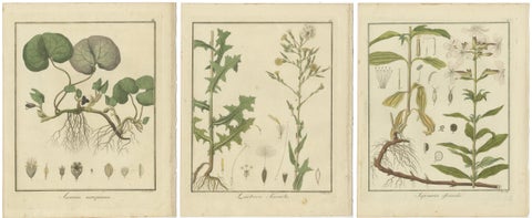Engravings of European Wild Ginger, Prickly Lettuce, and Common Soapwort, 1819, view 5