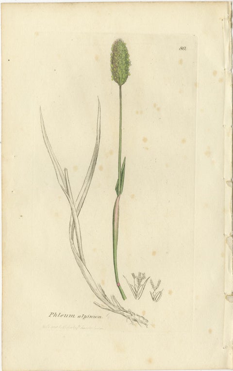 Set of 8 Antique Botanical Engravings of Cottongrass and Coastal Grasses, c.1830, view 9